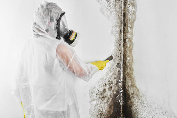 Best Attic Mold Removal  in Oak Park Heights, MN