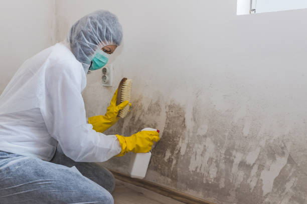 Attic Mold Removal in Oak Park Heights, MN