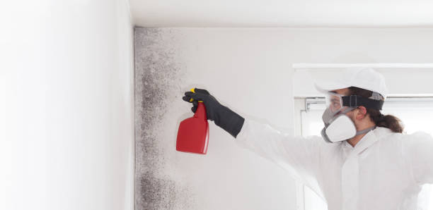 Best Emergency Mold Removal  in Oak Park Heights, MN