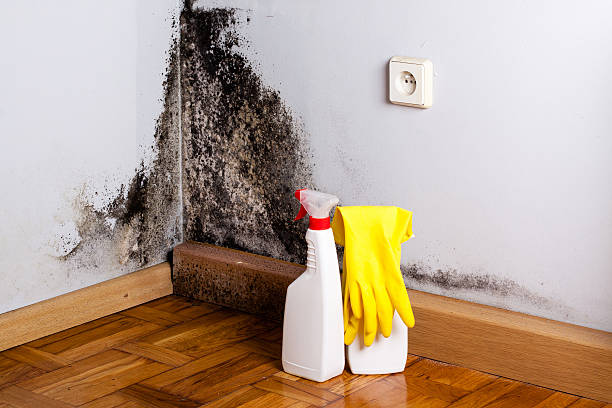 Best Mold Testing  in Oak Park Heights, MN
