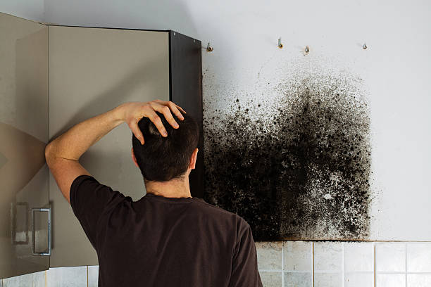 Best Mold Damage Repair  in Oak Park Heights, MN