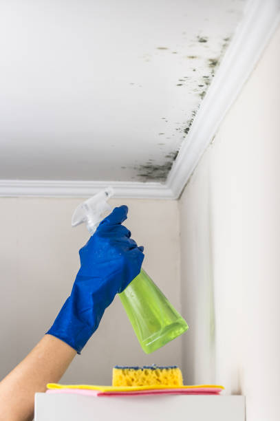 Mold Removal and Inspection in Oak Park Heights, MN